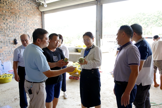 自治区农业农村厅领导到百色市开展芒果产业发展及产销情况调研